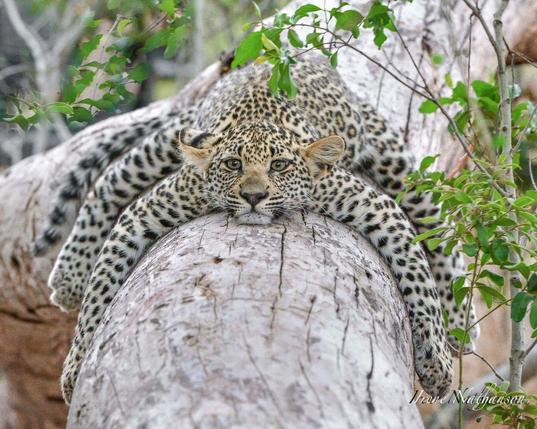young wild leopard laying on stomach on a wide tree branch with all limbs hanging down