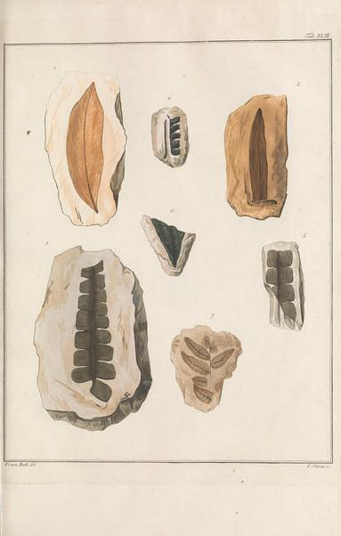 Historical illustration titled "Versuch einer geognostisch-botanischen Darstellung der Flora der Vorwelt" (1820-1838) depicting seven fossilized plant specimens. Each fossil leaf or frond is embedded in rock slabs, showing detailed vein patterns and shapes. The specimens vary in size and form, from elongated leaves with clear central veins to compound leaves with multiple leaflets. The image presents a scientific study of prehistoric plant fossils, emphasizing botanical structure and geological context. The arrangement is numbered for identification, with subtle shading to highlight texture and depth in the rock and fossil impressions.