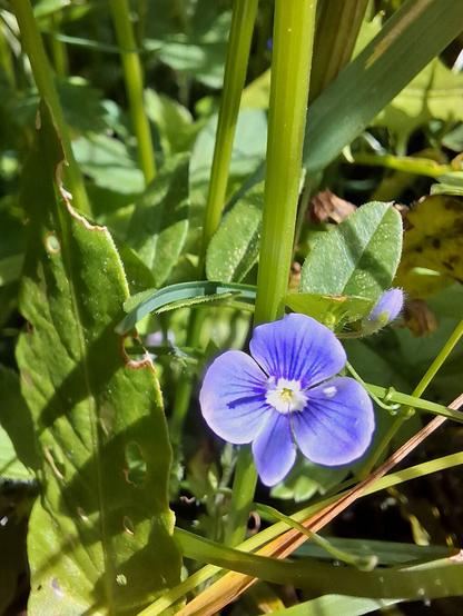 Close up of Veronica chamaedrys (germander speedwell) bird's-eye speedwell beween green grasses.