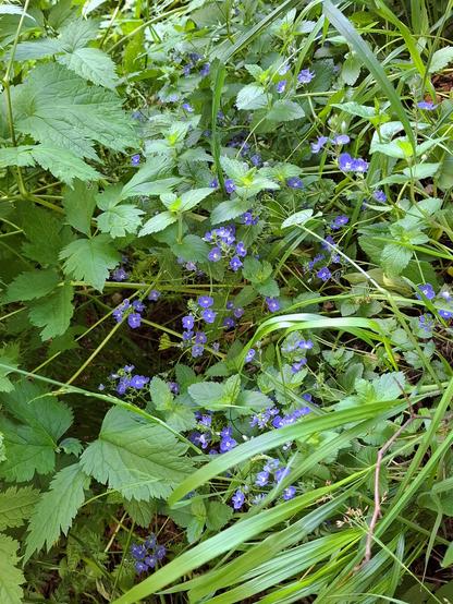 Larger accumulation of veronica chamaedrys (germander speedwell) bird's-eye speedwell beween green grasses and wood vegetation.