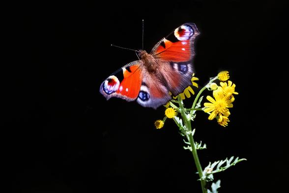 Tagpfauenauge auf einer gelben Blume vor schwarzem Hintergrund.