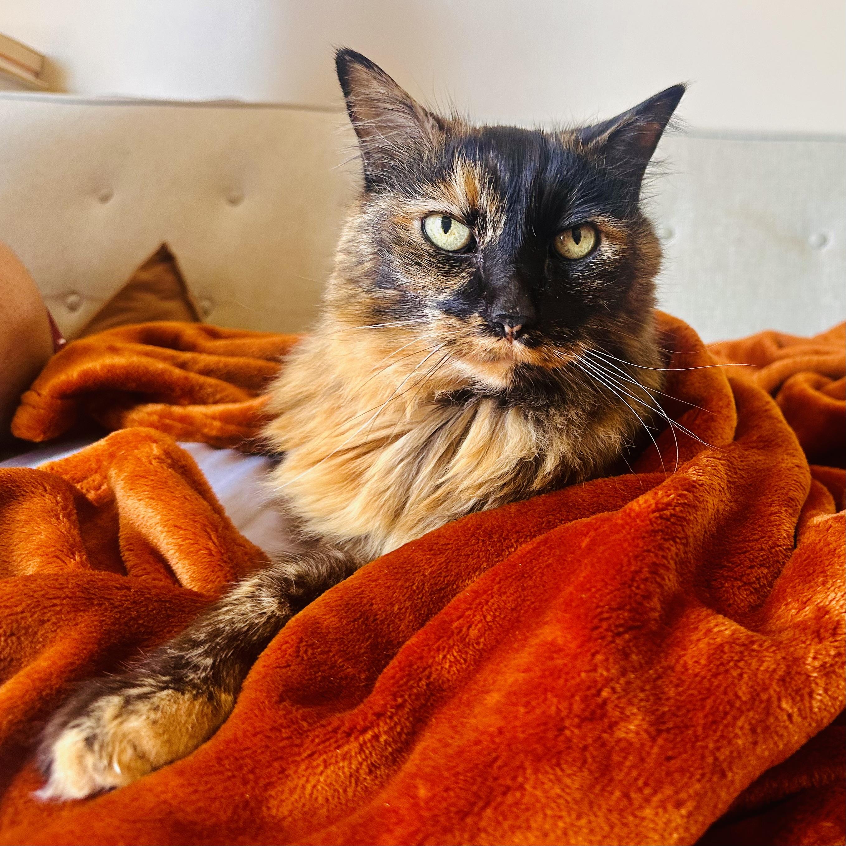 A photo of an elderly tortoiseshell cat on a soft blanket on a couch