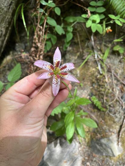 My left hand holding a 6 petal pink and spotted iris. Green foliage in background