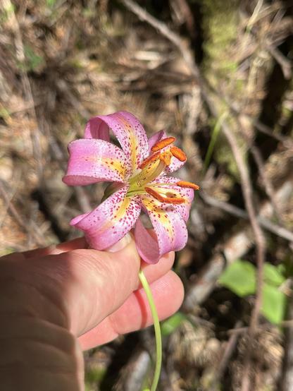 Closer look at same pink flower. Showing orange petioles and green stem.