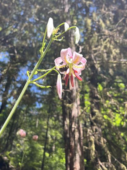 Same pink iris this time with a bumble bee collecting pollen. Forested background of redwood trees