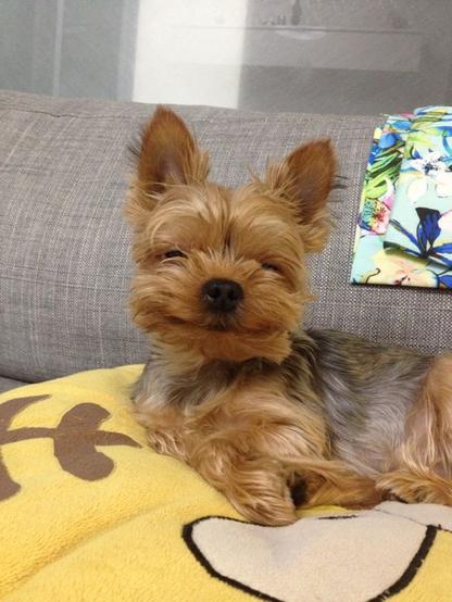 Small terrier dog looks at you, with the fur on its nose partially blocking its view