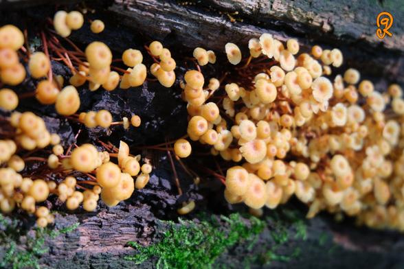 Dozens of miniature perfectly round mushrooms emanating from the inside of a decaying fallen tree trunk. As if a parade of fungi across the bark. With a hint of bright green moss at the bottom edge of the parade. As if spectating the relative giants.