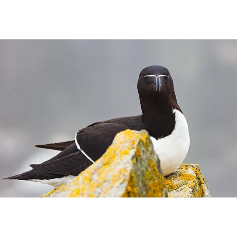A seabird with a black head and back, and white chest, sitting on, and slightly behind, a rock covered in golden lichen, looking straight a the viewer. There is a white band along its wings, across its eyes, and down the sides of its bill. The background is a foggy grey.