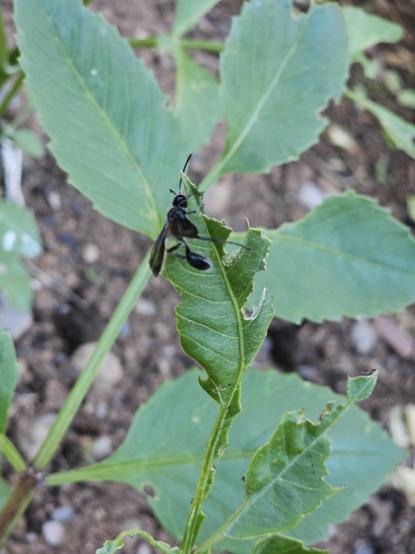 A good size fly, mostly black, with long legs and antennae is sitting on a green dahlia leaf which has been badly chewed. Behind are more chewed leaves.