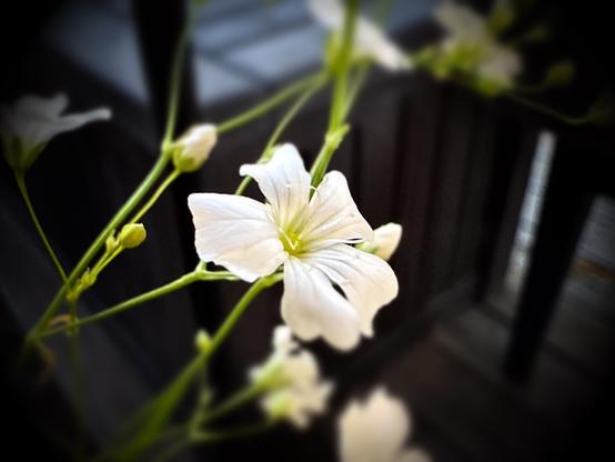 Macro of small white flowers growing from a hanging planter with a dark vignette