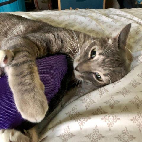A gray tabby teen cat hugs a big purple dog toy to his chest with big paws tipped with white, against a white and gold patterned sheet.