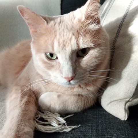 Close-up of a Beige tabby cat lying on his side on a charcoal grey couch with one of his paws curled up, and the other out front. He's leaning against a beige pillow and has an expansive look on his face.
