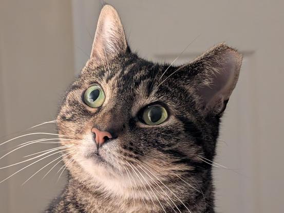 Face of a brown tabby cat with yellow green eyes and one tipped ear looking up to the right