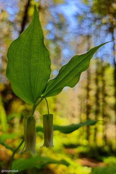 Close-up of two green, bell-shaped flowers hanging from a stem with large, textured green leaves in a sunlit forest setting. The background is softly blurred, showing tall trees and patches of blue sky.