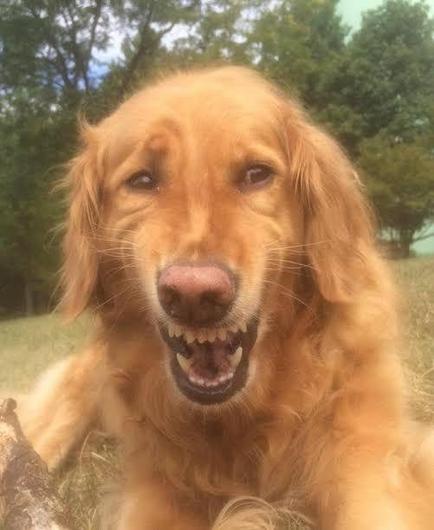 Imagen capturado por un teléfono móvil Samsung galaxy j2 en un bosque de un perro Golden retriever disgustado o perturbado