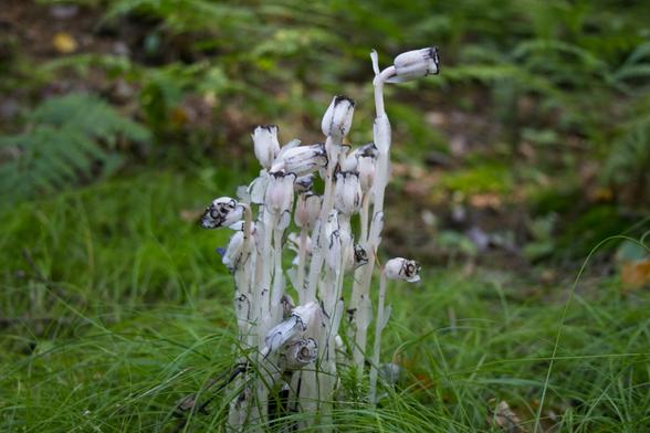 This is a photo of Monotropa unifloria - also known as Indian Pipe or Ghost Pipe - a rare parasitic plant that only occasionally shows itself as purple-trimmed white flowers, sometimes pink, very rarely reddish.  In this case, white with purple trim, surrounded by green grasses, ferns, and moss, deep in an Upstate New York forest.