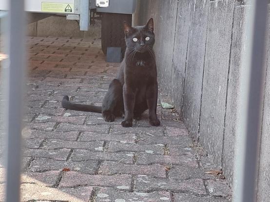Black Cat