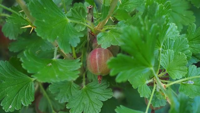 rote Stachelbeere an einem Strauch mit grünen Blättern