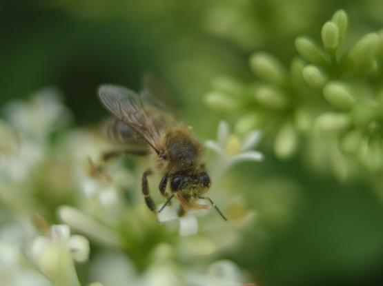 A verry shallow Photo of a bee