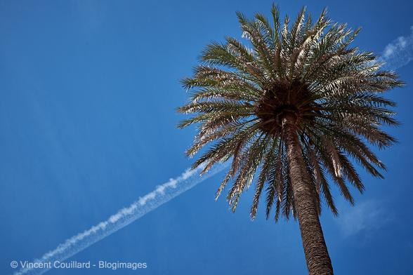 Palmier sur fond de ciel bleu barré par la trace en diagonale du passage d’un avion.
