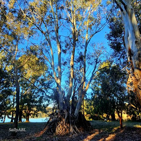 Colour photo taken at Lake Ginninderra on a bright, sunny winter afternoon. Centre of the image is a large eucalyptus with multiple trunks growing in different directions. The trunks are bare white with strips of shredded bsrk forming a base around the tree. Other trees are in the area. Beyond is the still water of the lake.