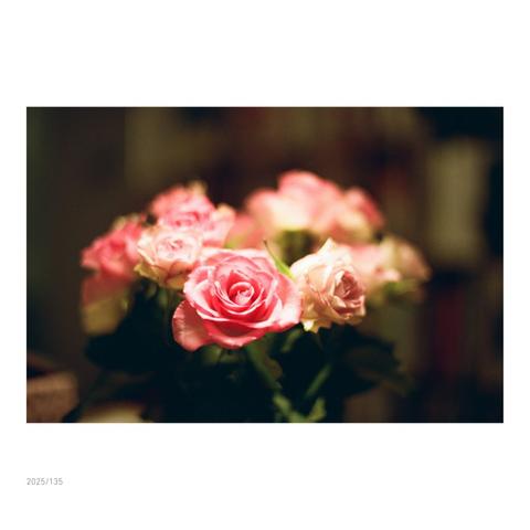 Rosen eingebettet in ein deftiges Death of Field der scharfen Nikon Linse.