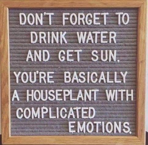 A message board with a wooden frame displays the text: "Don't forget to drink water and get sun. You're basically a houseplant with complicated emotions."