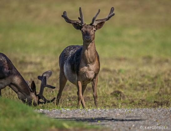 A deer, looking into the camera.