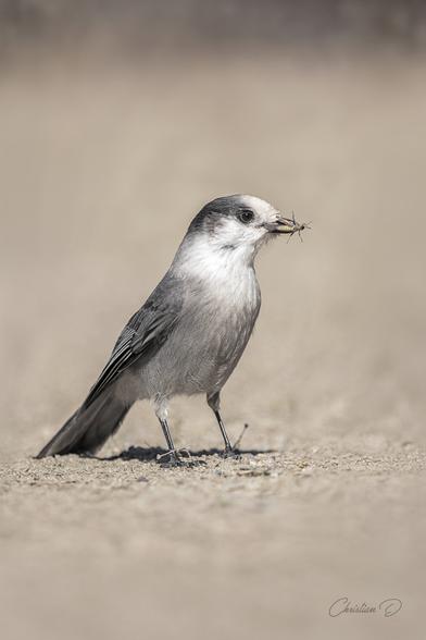 Cette image capture l’élégance naturelle du mésangeai du Canada, fièrement posé au sol avec sa proie dans le bec — un instant de vie sauvage aussi discret que remarquable.