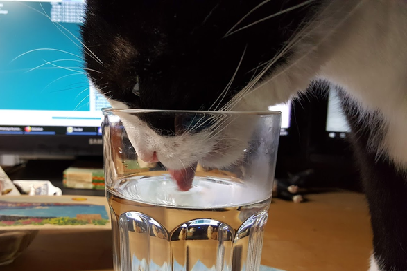 Kater Mitra trinkt aus meinem Glas (2019)