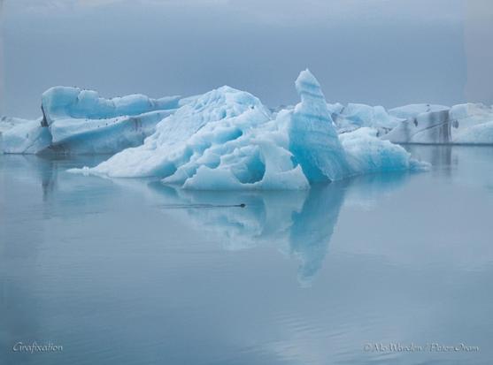 A colour photo of a waterscape in tones of cyan. The sky is invisible beyond a scarf of fog. In the centre, an oddly-shaped iceberg is floating. Gulls are perched along the horizontal ridges on the left. In the centre of the shot is the dark head of a seal, trailing a wake behind it. The icebergs are mirrored in the still turquoise water.