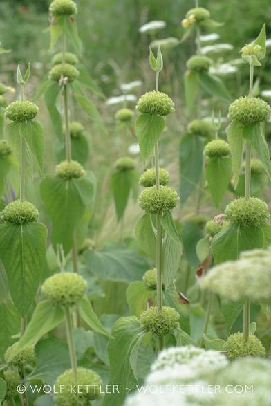 The photograph shows the many globular seedheads (still green, just after flowering) on a Phlomis plant.