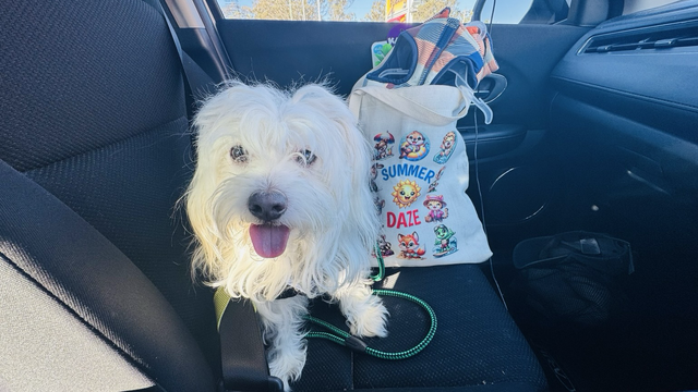 Rocket is sitting on the front seat of the car with his Summer Daze Tote Bag by Charlie Boo filled with things after a shooting spree at a local PetBarn store. Have a pawsome day pals 🐶🩵🌼 Luv Rocky