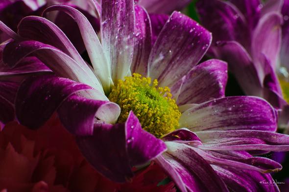 flower, macro, purple