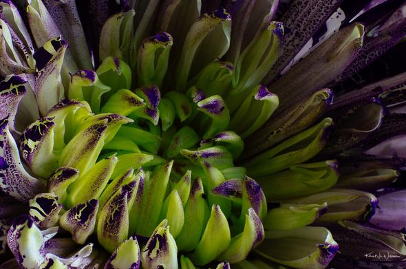 macro, flower, stacked