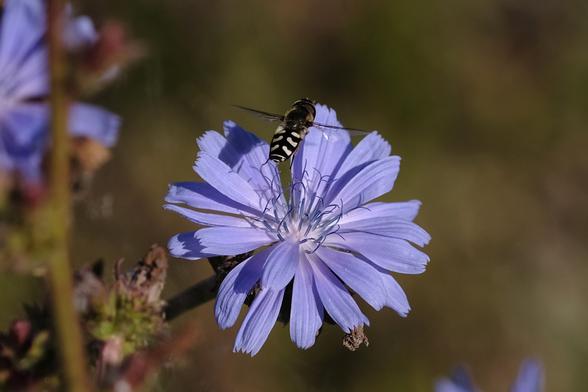 Photo of a slim black-and-white hoverfly, launching into flight from a pale violet flower.