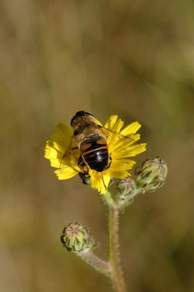Photo of a fat black-and-yellow hoverfly, sitting on a small yellow flower.