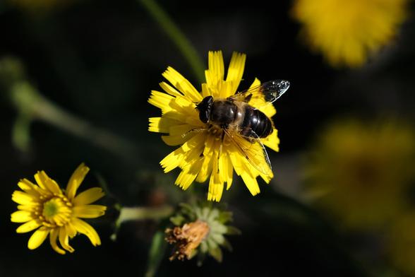 Photo of a dark fat hoverfly, sitting on a small yellow flower.