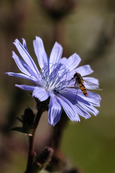 Photo of a slim yellow-and-black hoverfly, sitting on a delicate pale violet flower.