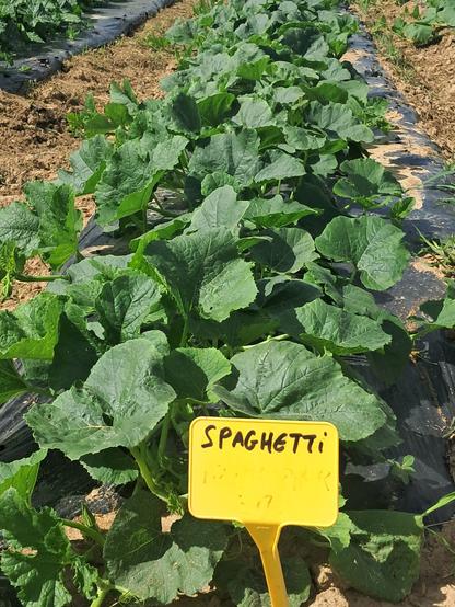 Une rangée de plante dans un champ avec un petit écriteau sur lequel il est écrit "Spaghetti"