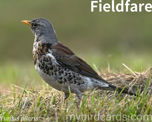 🌍🌏 Fieldfare (Turdus pilaris) 

The Fieldfare is a large thrush, bigger than a blackbird, with a distinctive blue-grey head, chestnut-brown back, and a speckled, reddish-washed breast. Its underwings are conspicuously white in flight.

Fieldfares breed in northern Europe and the Palearctic, with many populations overwintering in Southern Europe, North Africa and the Middle East. They are widely distributed across open countryside, farmland, and hedgerows, avoiding major urban areas and higher ground.

They are highly social, forming flocks of tens to hundreds, often with Redwings. They forage on the ground, hopping purposefully, and feeding on berries, fruit, and invertebrates. Their characteristic harsh "chack-chack" call is often heard in flight. 2.5 Flash (Edited) 

No subspecies are recognised.

Conservation status: Least Concern (IUCN 3.1)

📷: Photo by leszekhus via Pixabay 
https://pixabay.com/photos/bird-beak-feathers-plumage-8821486/

BKSP