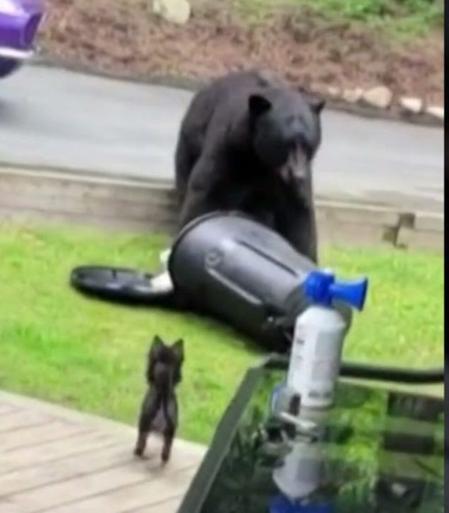 A small dog faces off with a large black bear raiding a garbage can.