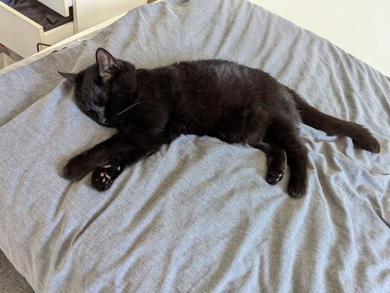 My black cat spread out on my bed