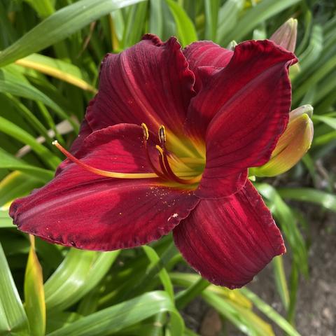 a burnt orange colored single day lily, with its five large petals curled at the end, and four huge stamens with pollen at the ends