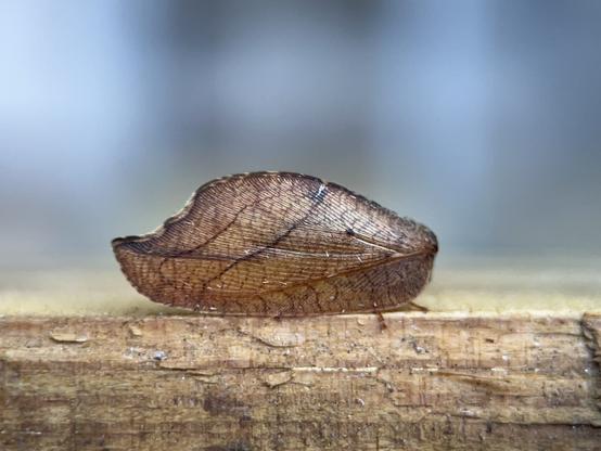 A brown leaf shaped thing. There are some clues it’s not actually a leaf, including the tips of some insect feet poking out from underneath, but it’s a remarkable bit of mimicry.