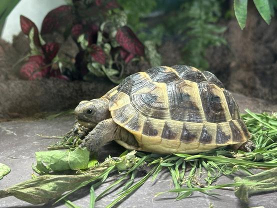 A small tortoise, sitting on a shallow pile of weeds placed on a rock.