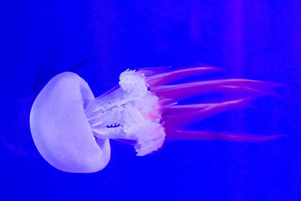 Jellyfish swimming in an aquarium.