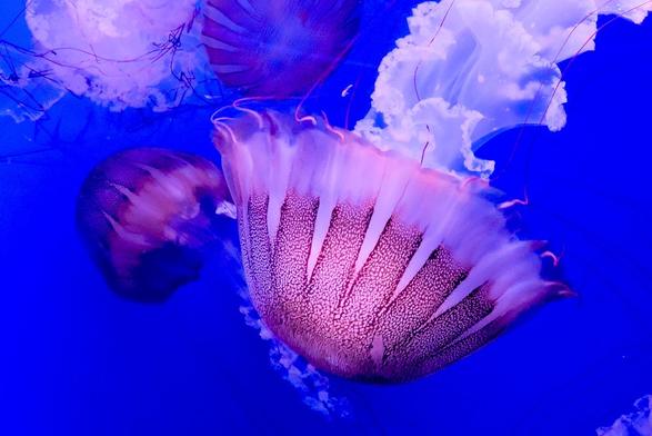 Jellyfish swimming in an aquarium.