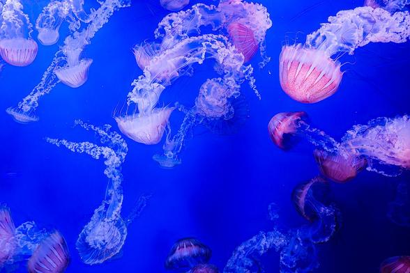 Jellyfish swimming in an aquarium.