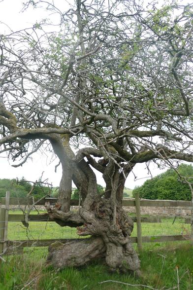 A gnarled hawthorn tree against a wooden fence